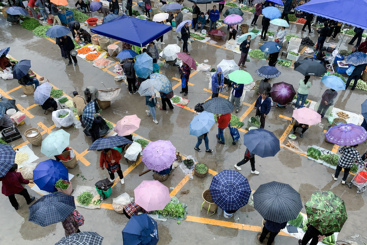 雨中菜市