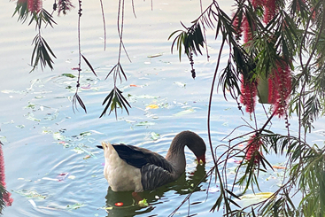 夏至末至