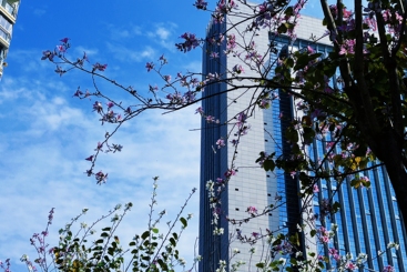 春意浓
