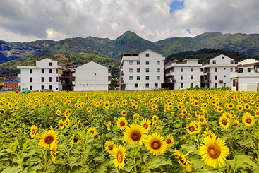 《美丽乡村建设》
