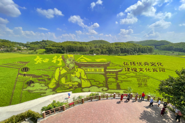 《稻田艺术》