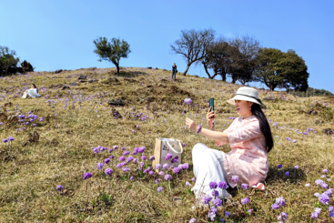 报春花开