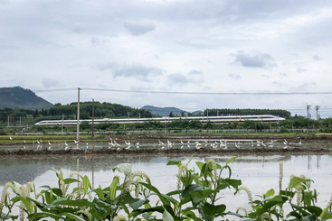 《生态田园》