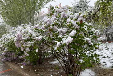 塞北的雪