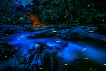 山涧的夏夜