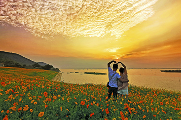 爱情花海