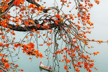 水乡红棉