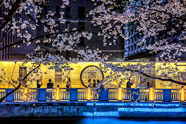 夜樱树下