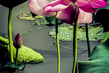《荷花》