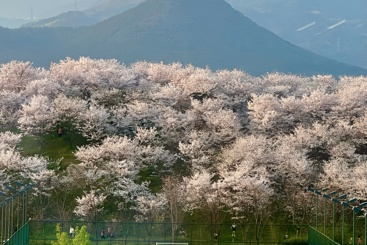 浙是樱花国