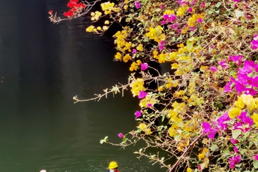 护花使者