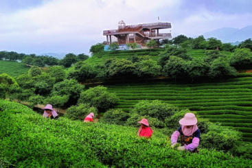 《采茶时节》