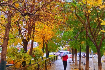 秋雨