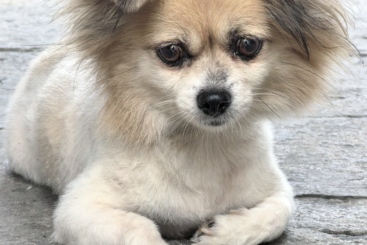 小狗