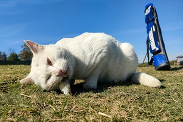 小猫吃鱼
