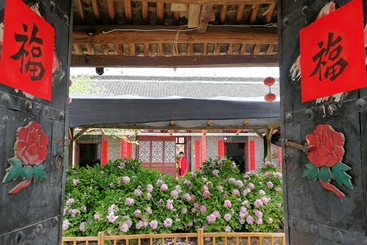 福临农家牡丹艳