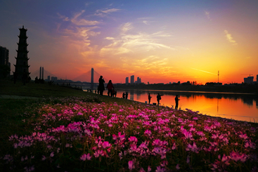 夕映花江