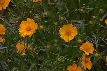 盛夏小黄花