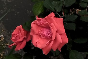 绝壁傲骨