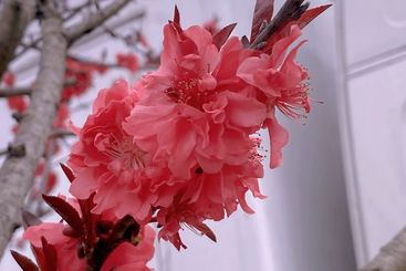 枝头奇艳