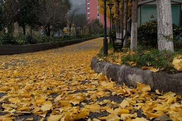 黄金大道
