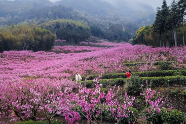 待到山花烂漫时，她在丛中笑