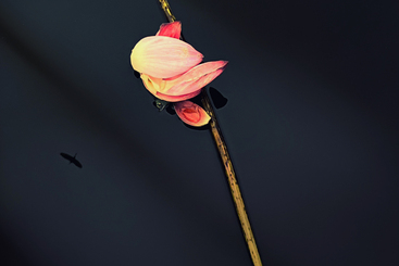 荷花与小鸟