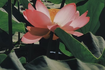 禅意清欢