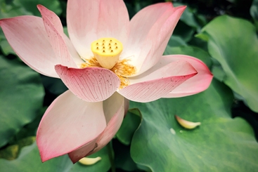 荷