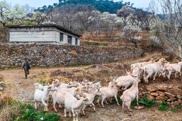 《美丽山村》