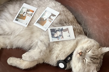 下午 阳光 我们 和打盹猫