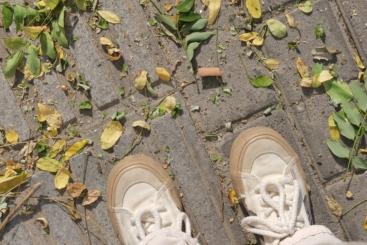 叶与叶与叶