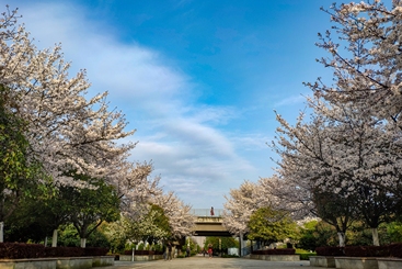 樱花道