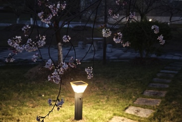 夜樱