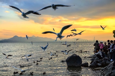 美丽的深圳湾