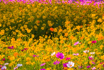 花海