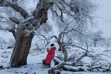赏雪