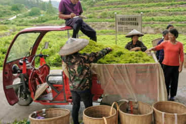 春茶收购忙