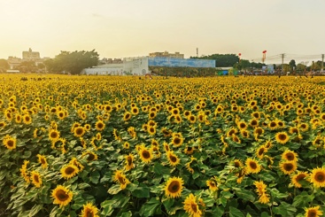 金色田野