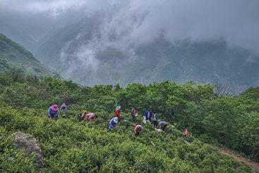 高山茶农采茶忙