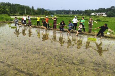 秧田拔河赛