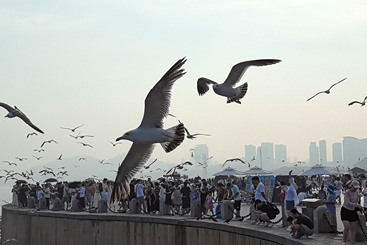 共生家园