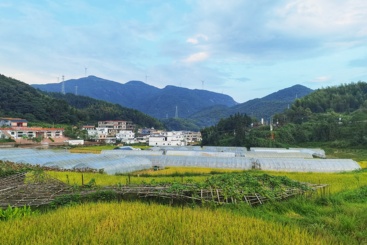 美丽金青村