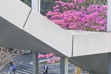 《繁花似锦》
