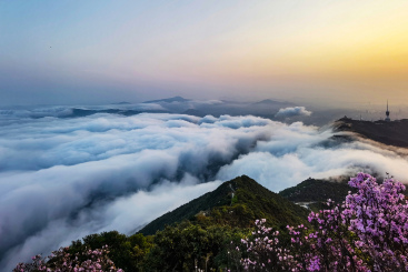 梧桐云海上的杜鹃花