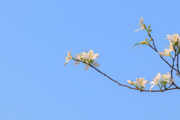 紫荆花