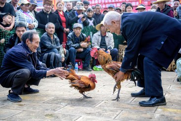 彝乡过年斗鸡乐