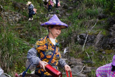 采茶归来