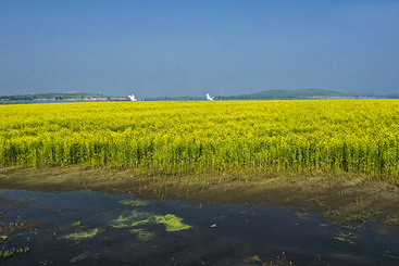 油菜花海