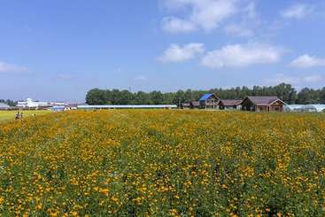 金莲花海